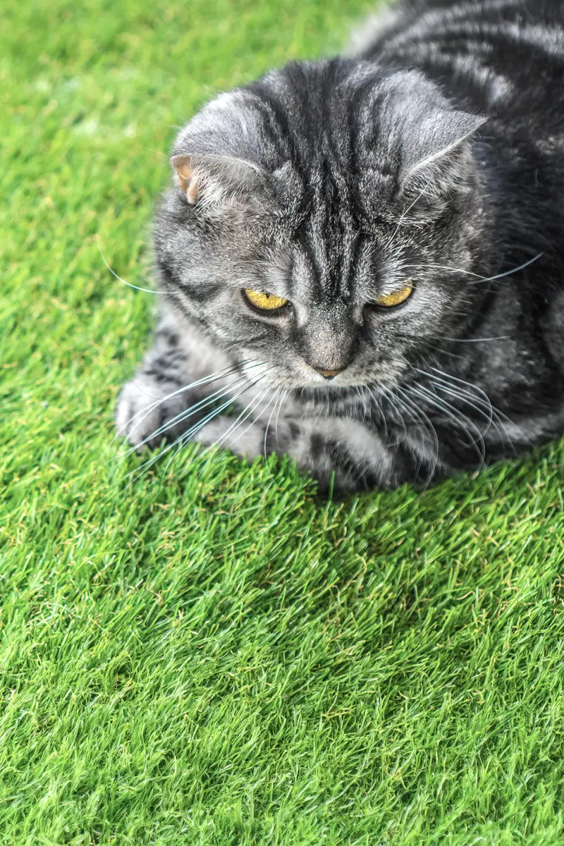 Cat sitting on fake grass