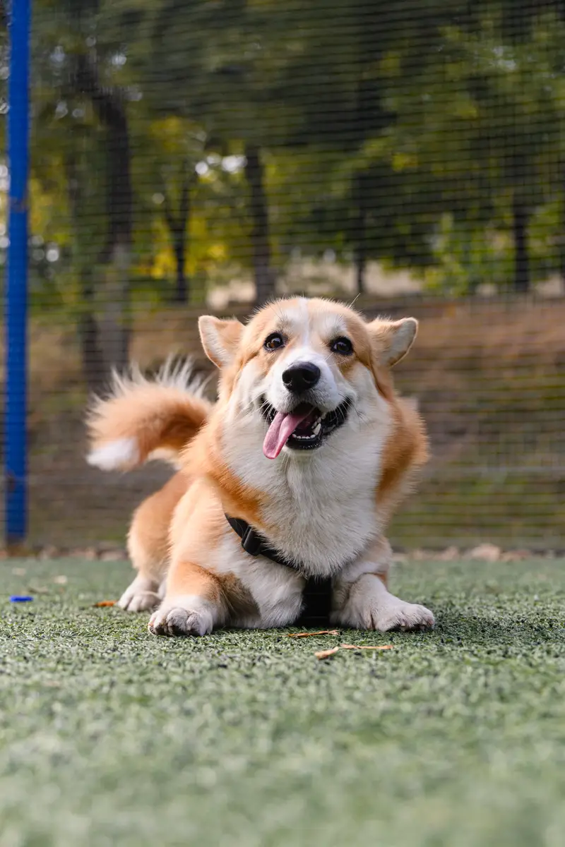 Pet-friendly artificial grass