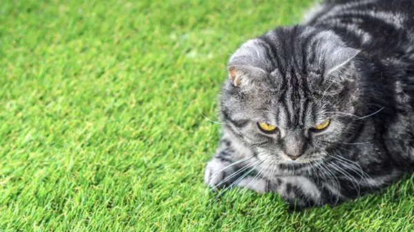 Pet Friendly Artificial Grass